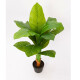 Planta Amoena Reina 1.6 Mtr Planta Amoena Reina 1.6 Mtr