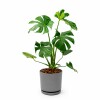MONSTERA EN MACETA CERAMICA CON PLATO GRIS OSCURO