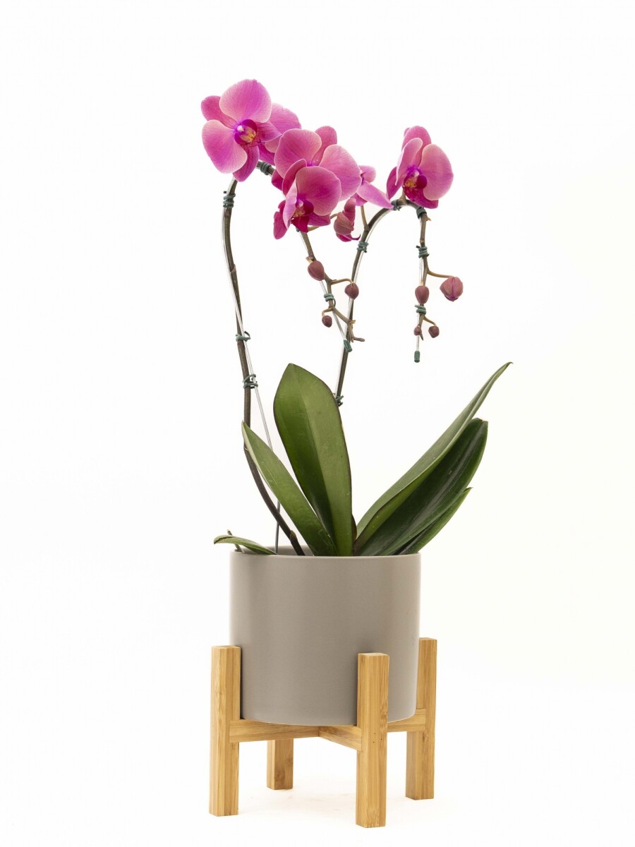 ORQUIDEA CURVA CON MACETA GRIS CLARO Y SOPORTE