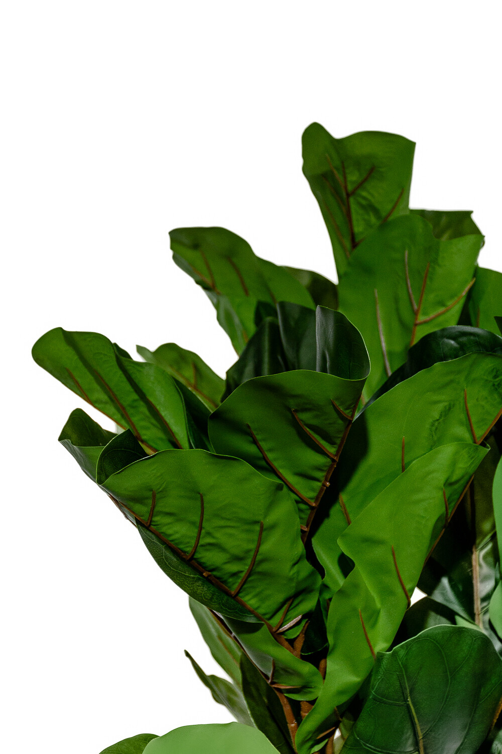 Planta Higuera 130cm Color Unico