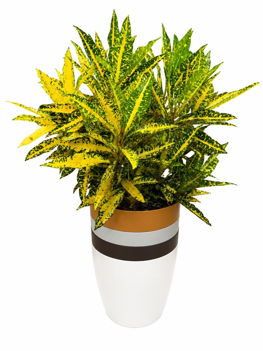 CROTON AMARILLO EN MACETA OCHRE