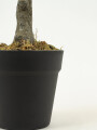 Planta White Grass 70cm Color Unico
