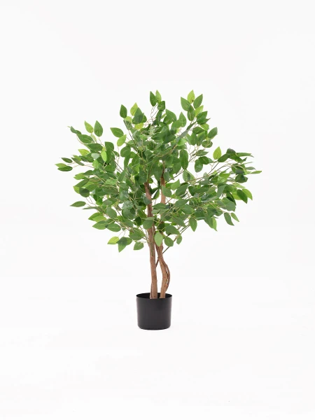 PLANTA ARBOLITO VERDE