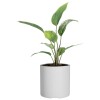 Macetero Cilindro 30 Blanco Alto 30cm x 30cm diametro, 20 lts Macetero Cilindro 30 Blanco Alto 30cm x 30cm diametro, 20 lts