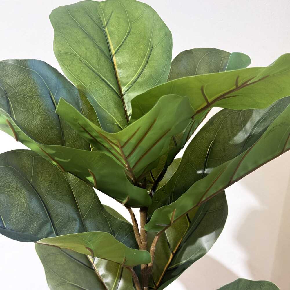 Planta Higuera - 70 cm Planta Higuera - 70 cm
