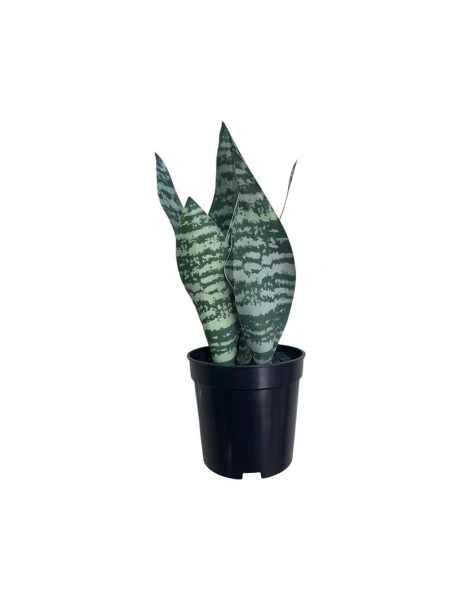 LENGUA DE SUEGRA ARTIFICIAL 27CM LENGUA DE SUEGRA ARTIFICIAL 27CM