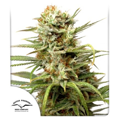 AUTO - WHITE WIDOW® X3 UNIDADES AUTO - WHITE WIDOW® X3 UNIDADES