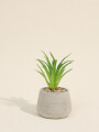 Planta Suculenta 694 Mini, Mix Color Unico