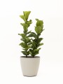 FICUS LYRATA 2 RAMAS CON PORTAMACETA PLASTICO GRIS CLARO