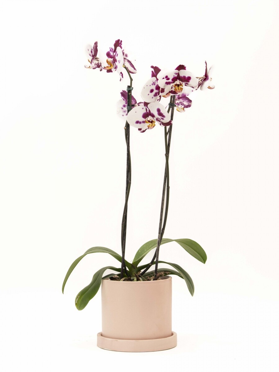 ORQUÍDEA CON MACETA ROSA