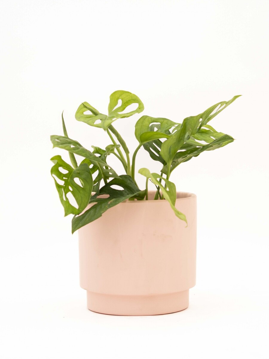 MONSTERA ADANSONII CON MACETA CERAMICA ROSA