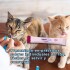 PURÉ LOPETS CREAMY SNACK GATO ATUN 60 GRS PURÉ LOPETS CREAMY SNACK GATO ATUN 60 GRS