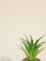 Planta Suculenta 694 Mini, Mix Color Unico
