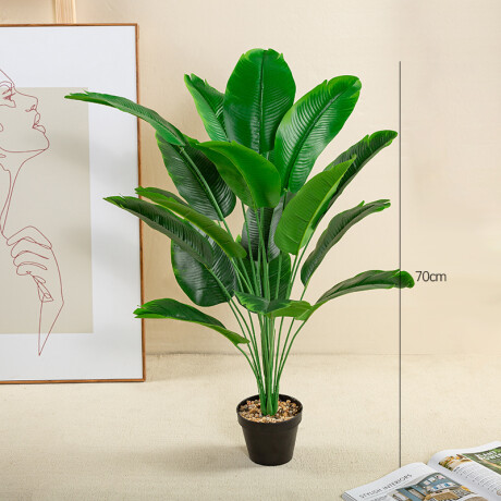 Planta Chica Planta Chica