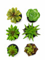 Planta Moa Mini, Mix Color Unico