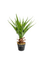 Planta Aloe 60cm Color Unico