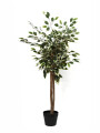 FICUS HOJA BLANCA VERDE