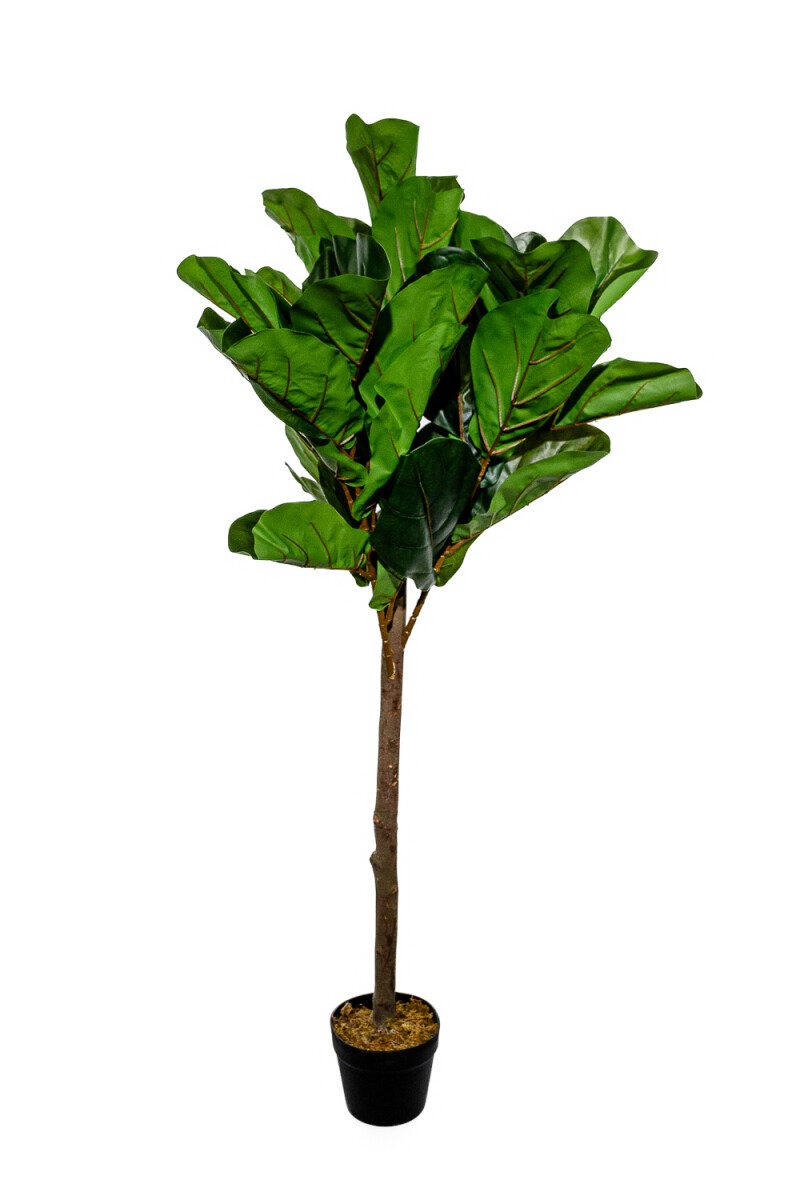 Planta Higuera 130cm - Color Unico 