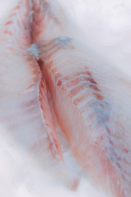 Filete de Palometa 500 g