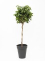 FICUS BENJAMINA TOPEADO CON MACETA FICUS BENJAMINA TOPEADO CON MACETA
