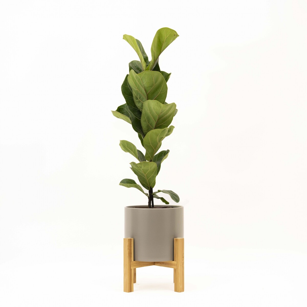 FICUS LYRATA BABY - CON MACETA CERAMICA GRIS CON SOPORTE 