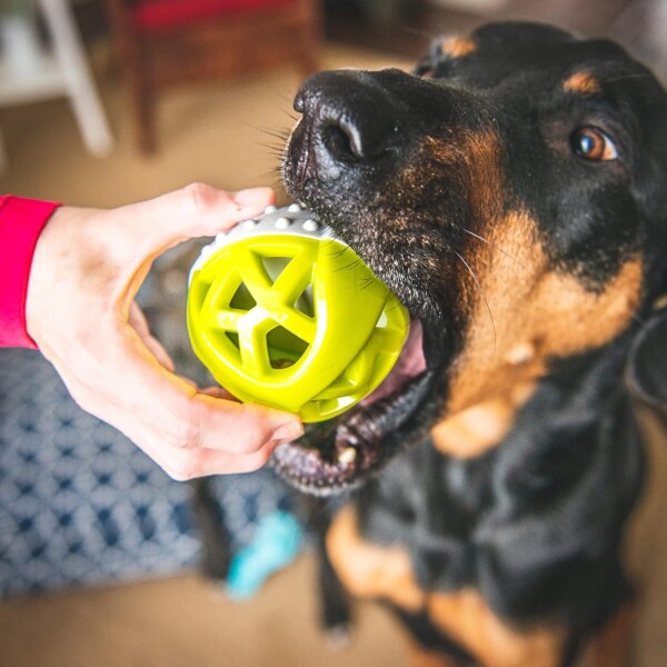 Juguete Pelota Dental Perro Rellenable Comida Golosina Color Variante Celeste Naranja