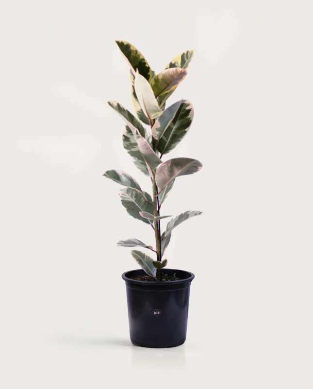 Ficus Elástica XL - Variegado - H: 1m Ficus Elástica XL - Variegado - H: 1m