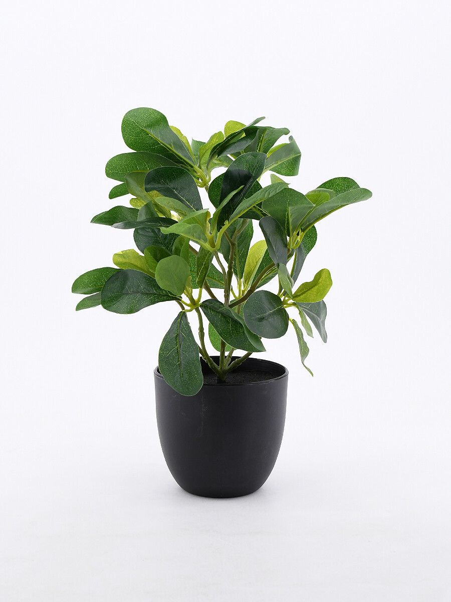 PLANTA CAMINITO - VERDE 