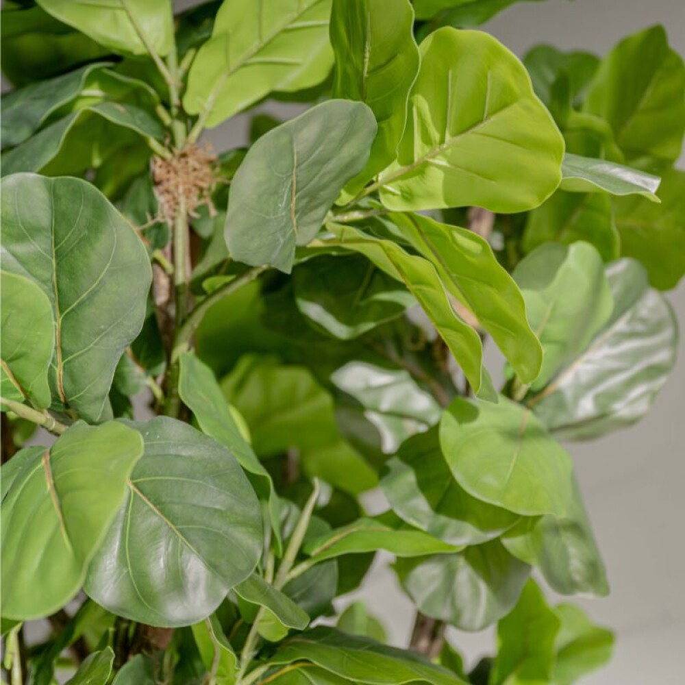 Planta / Ficus Lyrata 1.80 m Planta / Ficus Lyrata 1.80 m