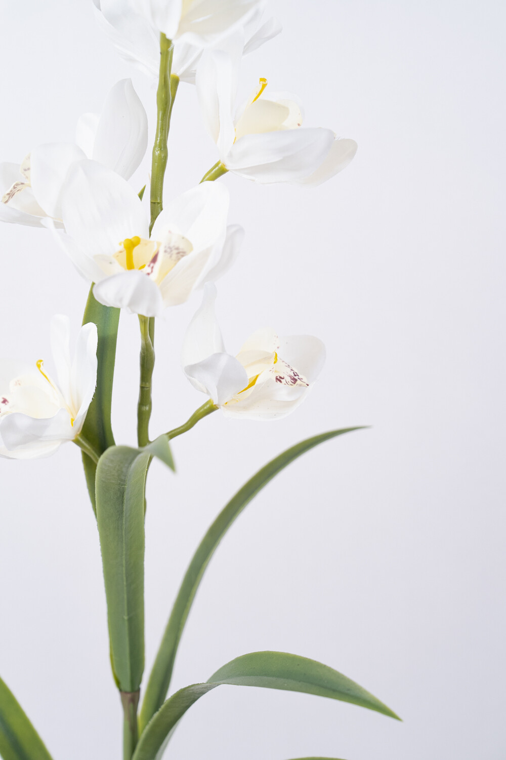 Planta Orquídea Color Unico