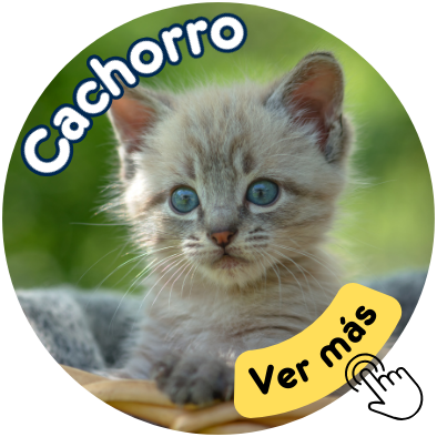 Cachorro gato