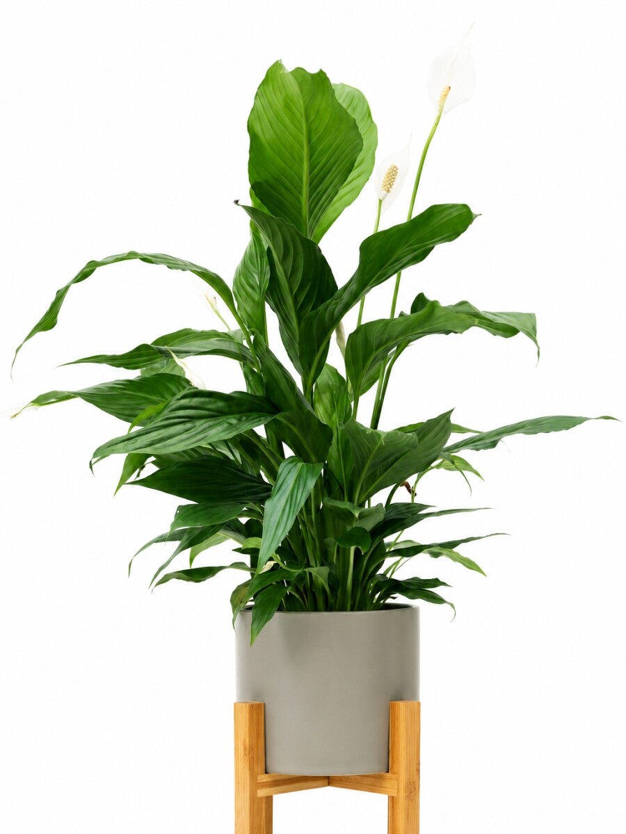 LIRIO DE LA PAZ EN MACETA CERAMICA CON SOPORTE GRIS