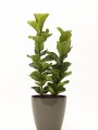 FICUS LYRATA 2 RAMAS CON PORTAMACETA PLASTICO TAUPE BRILLO