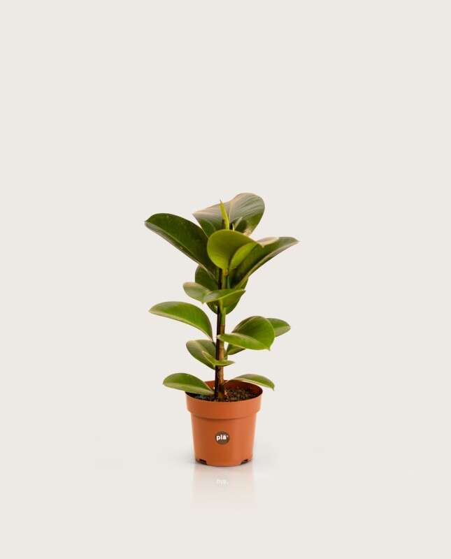 Ficus Elástica "Gomero" Verde - H: 60cm