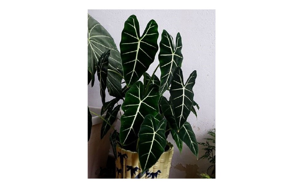 Alocasia Sarian Artificial Alocasia Sarian Artificial