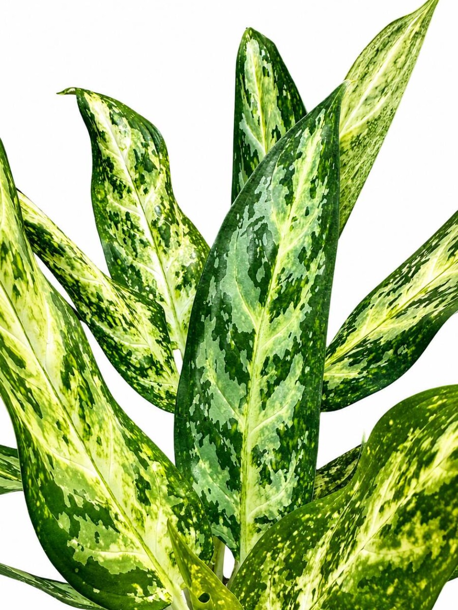 AGLAONEMA VARIADA GRANDE AGLAONEMA VARIADA GRANDE