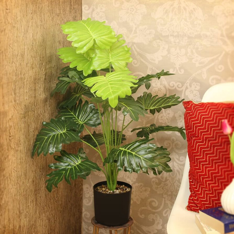 Planta Montera 75cm Planta Montera 75cm