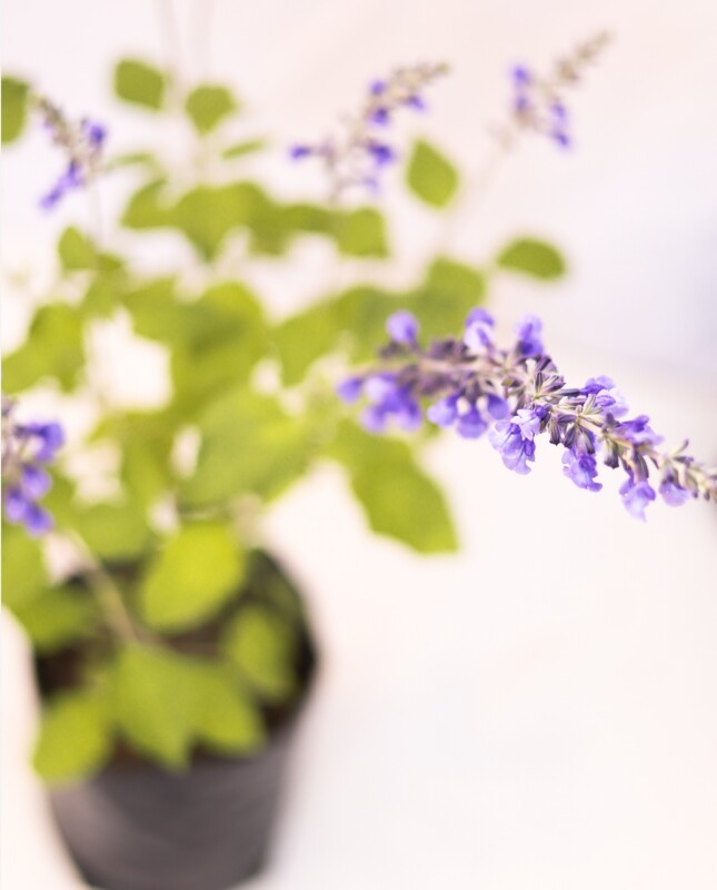 Salvia Guaranitica - H: 60cm Salvia Guaranitica - H: 60cm