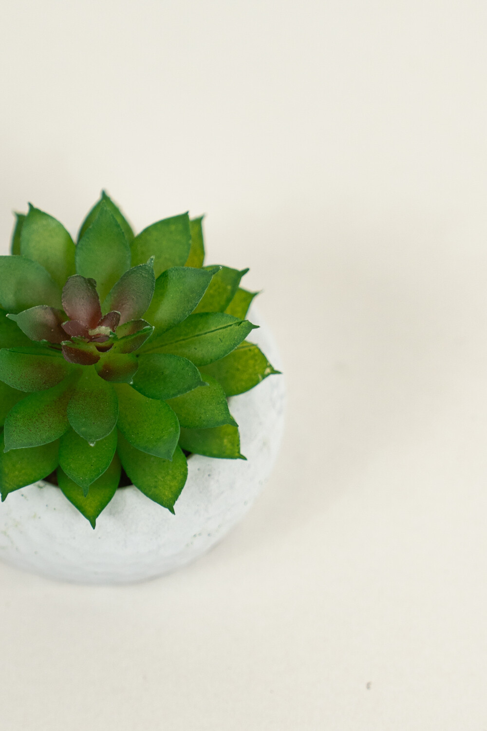 Planta Suculenta 690 Mini, Mix Color Unico