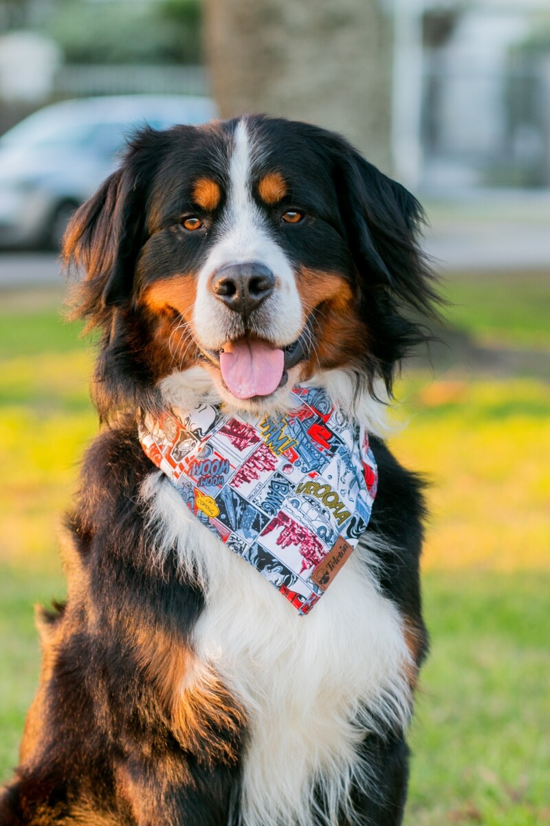 Bandanas para tu mascota 