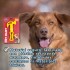 MARTILLO GOMA PET INJET PLAY MARTILLO GOMA PET INJET PLAY