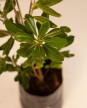 Pittosporum Tobira M - H: 80cm