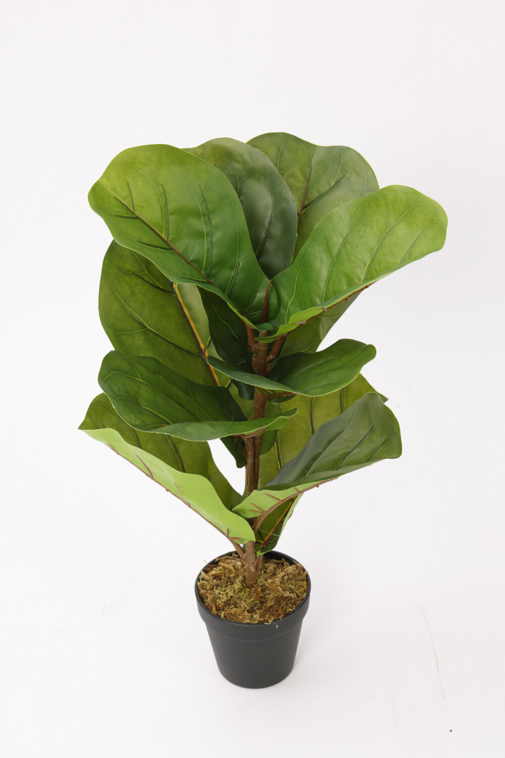 Planta Higuera 70cm Color Unico