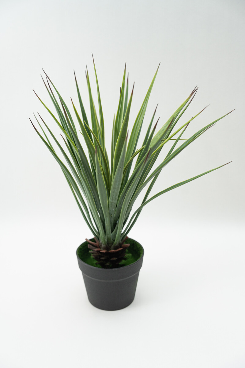 Planta Cintas - Color Unico 