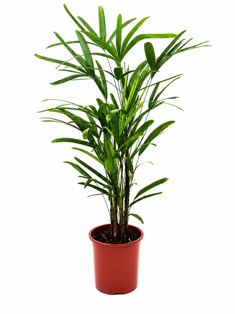 PALMERA RAPHI L PALMERA RAPHI L