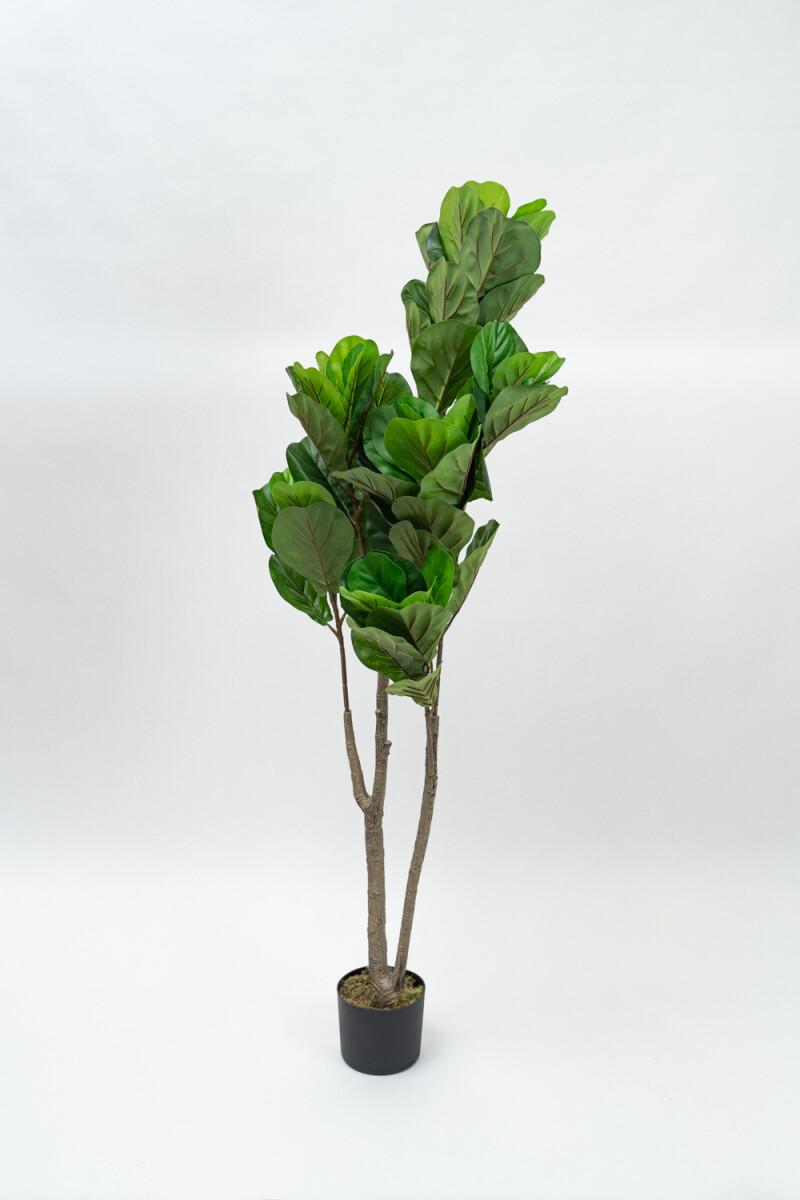 Planta Higuera 160cm - Color Unico 