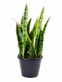 SANSEVIERIA ( ESPADA DE SAN JORGE) L SANSEVIERIA ( ESPADA DE SAN JORGE) L