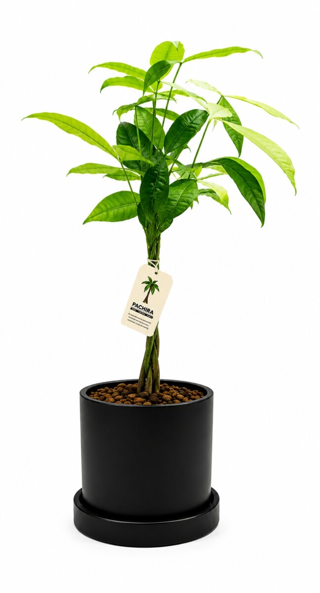 MONEY TREE (PACHIRA AQUATICA)EN MACETA CERAMICA - NEGRA 