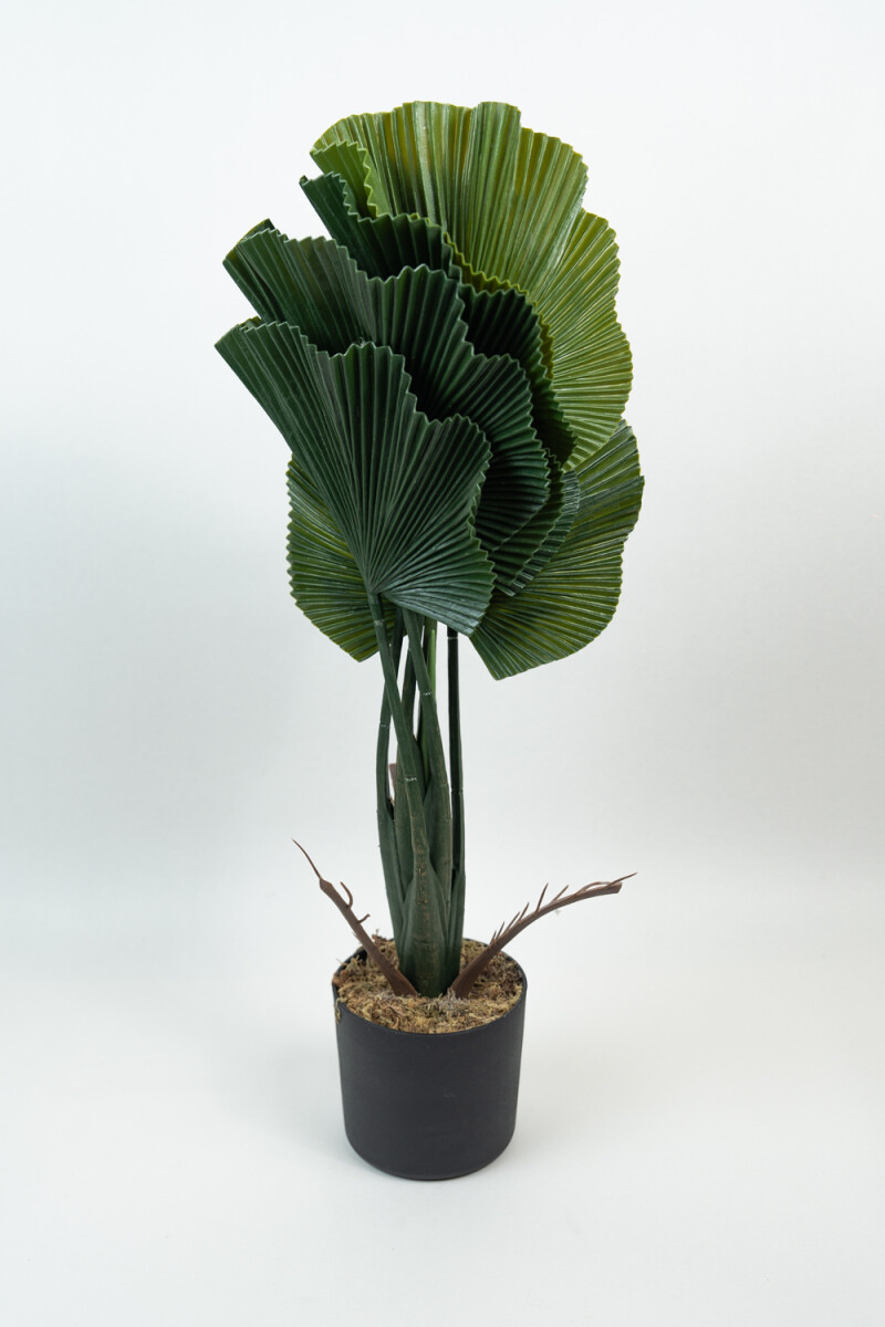 Planta Alocasia Gageana - Color Unico 