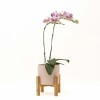 ORQUIDEA CURVA CON MACETA ROSA Y SOPORTE